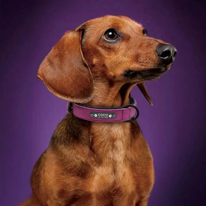 Frosted Leather Dog Collar | Adjustable Solid Color Collar for Small & Large Dogs by TED