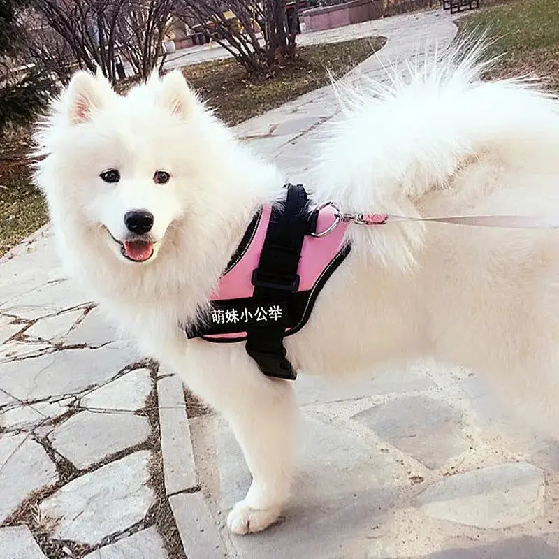 Personalized K9 Pet Harness & Leash | Custom Adjustable Nylon Dog Walking Gear by TED
