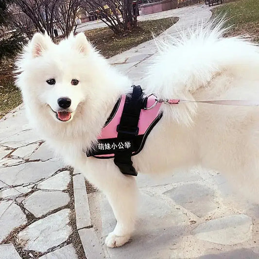 Personalized K9 Pet Harness & Leash | Custom Adjustable Nylon Dog Walking Gear by TED
