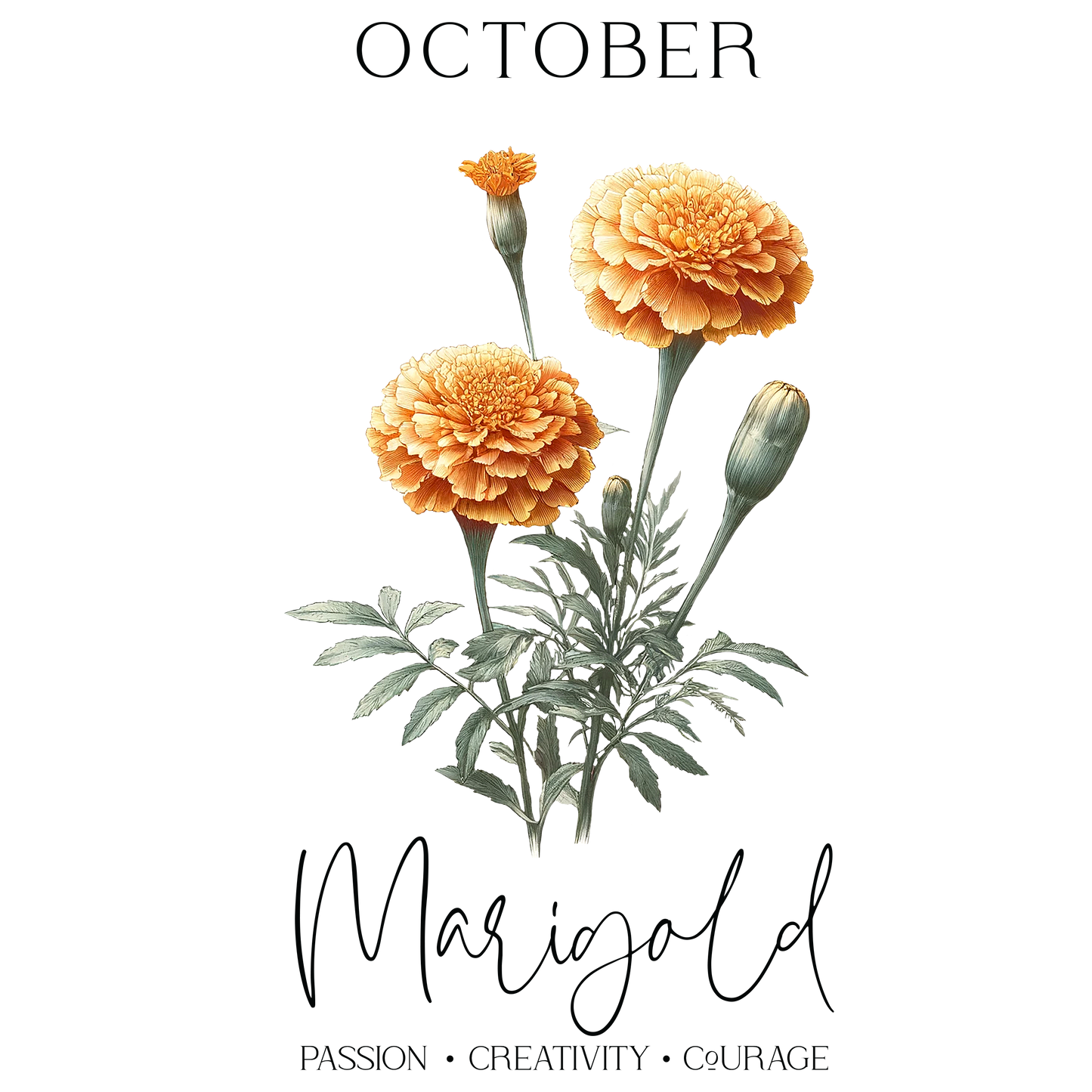 Marigold flowers with orange blooms and green foliage for October.