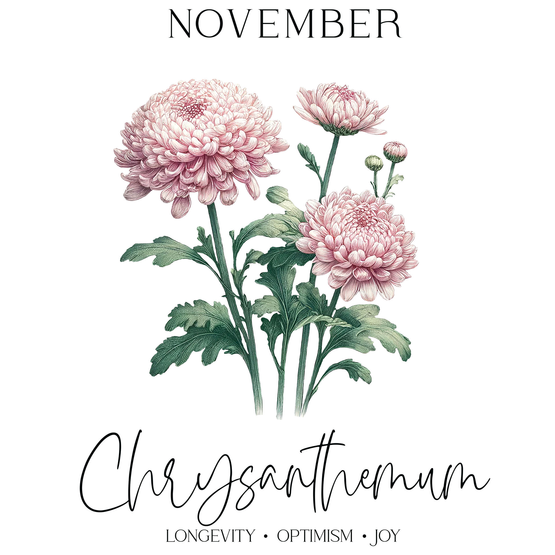 November Chrysanthemum flowers in soft pink hues with green leaves.
